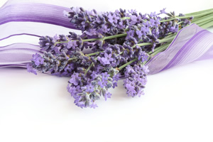 Lavender Essential Oils used in Massage in Charleston